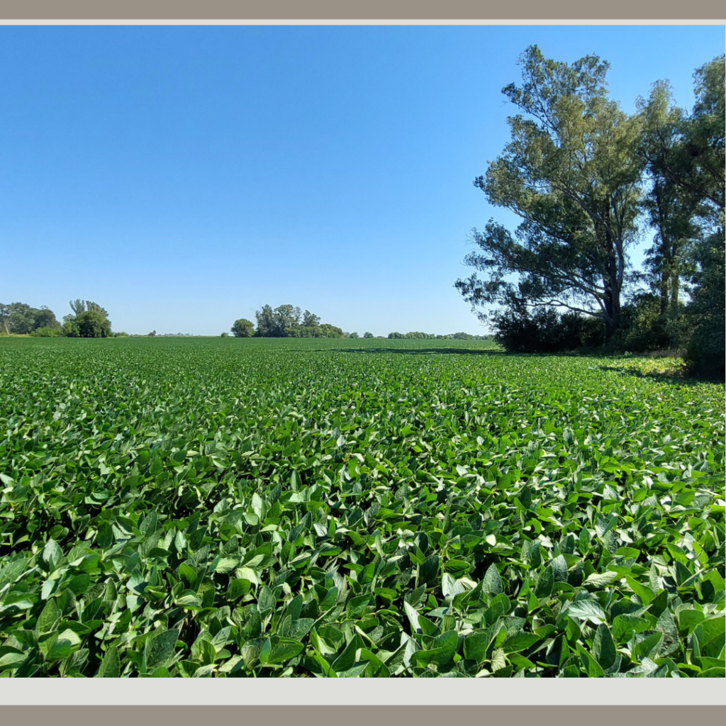 Campo de 5 Has. Agrícolas sobre Ruta 8 — imagen 2